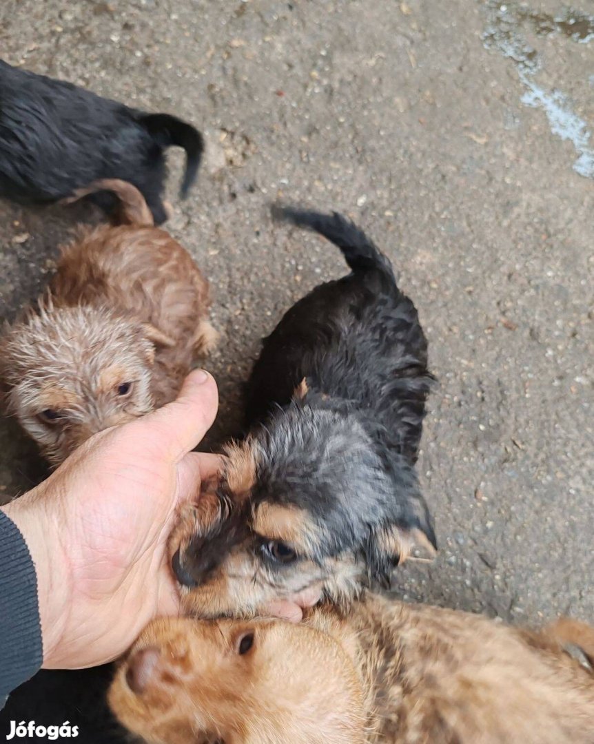 Yorki Havanese mix jellegű kiskutyák