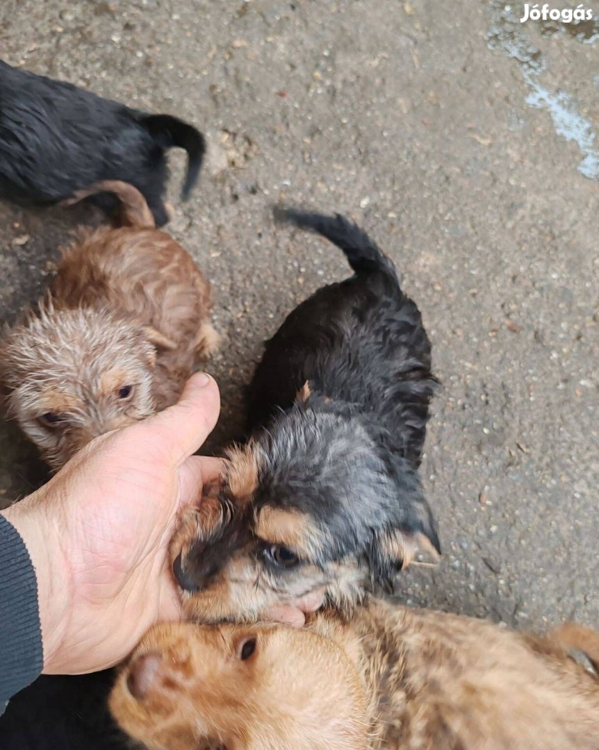 Yorki Havanese mix jellegű kiskutyák