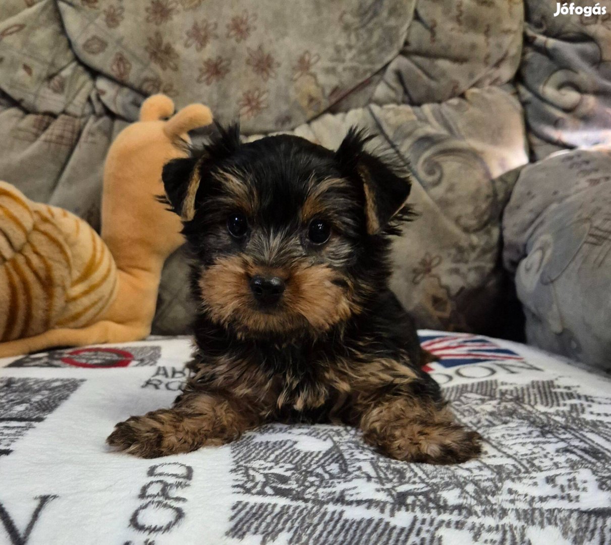 Yorki , yorkshire terrier kisfiú Budapesti szállítás megoldható!