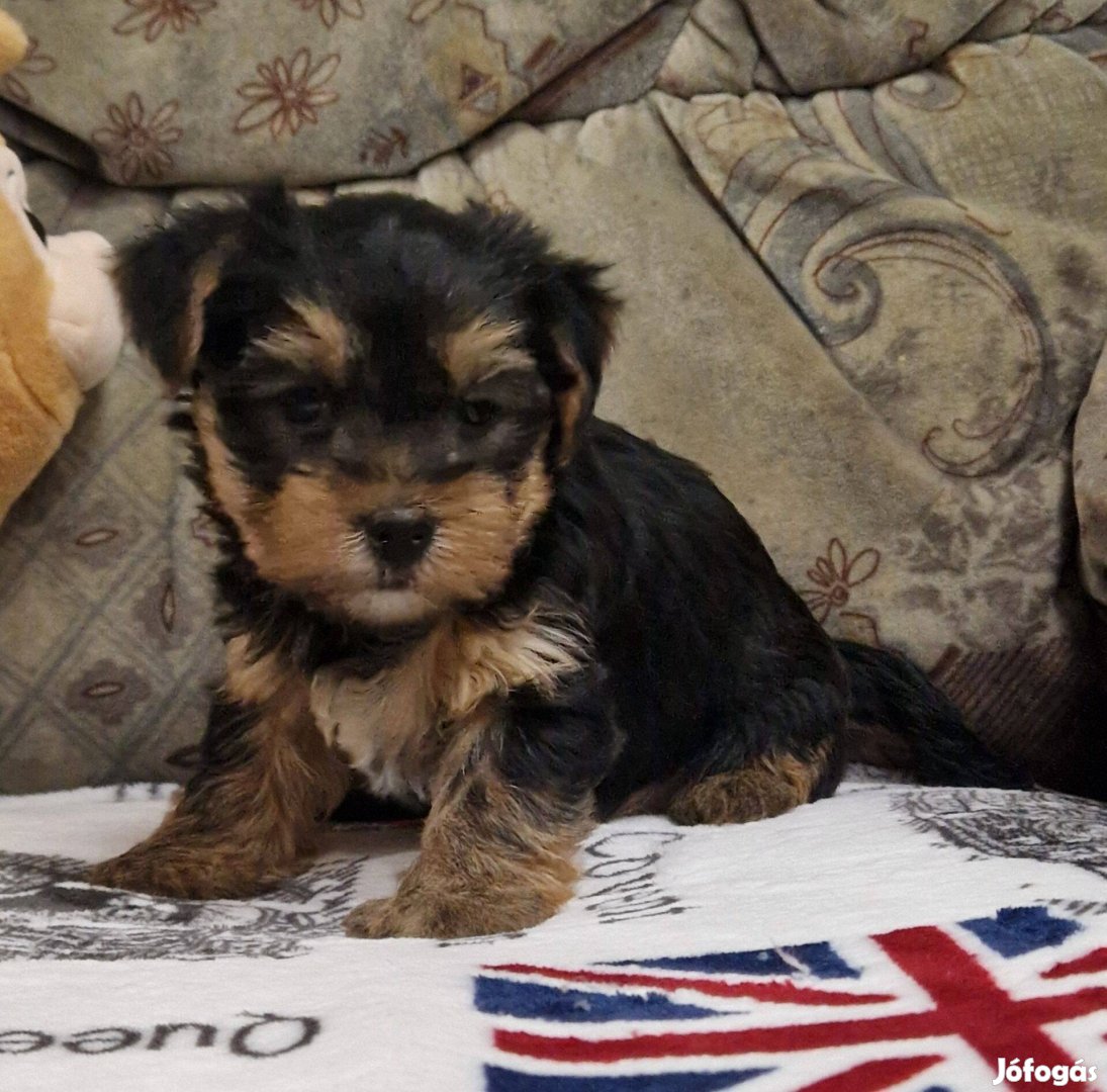 Yorki , yorkshire terrier kislány foglalható , Budapesti szállítással