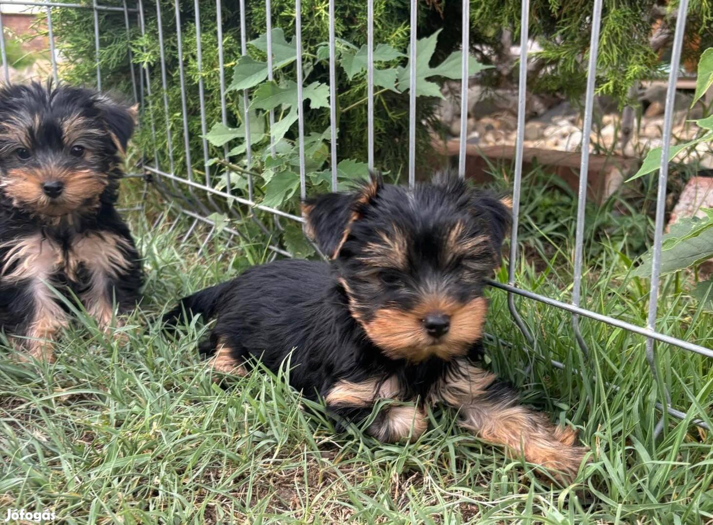 Yorki yorkshire terrier fajtatiszta jellegű kisfiúk