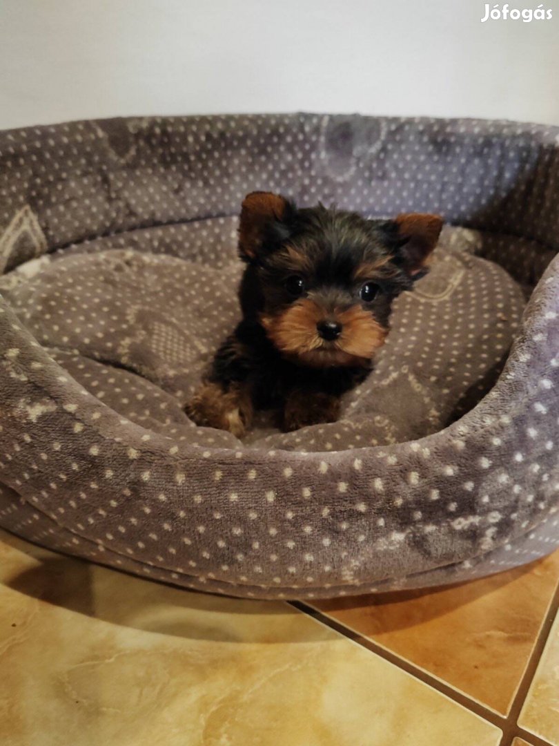 Yorkshire Terrier Fajtatiszta jellegű Kiskutyák