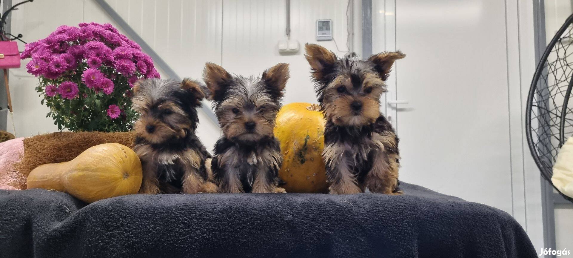 Yorkshire Terrier Kiskutyák!