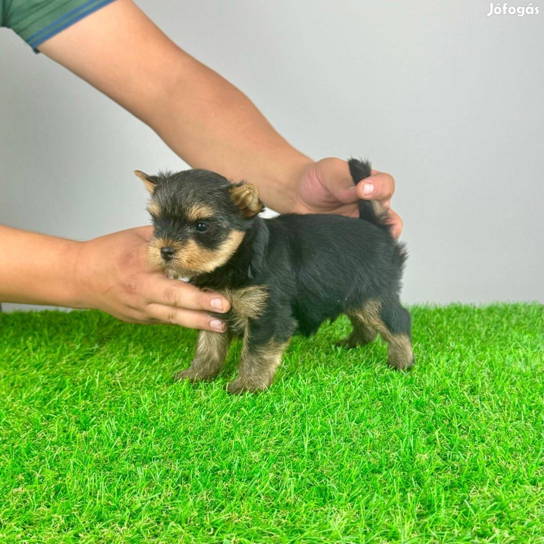 Yorkshire Terrier Yorki Acélkék-cser