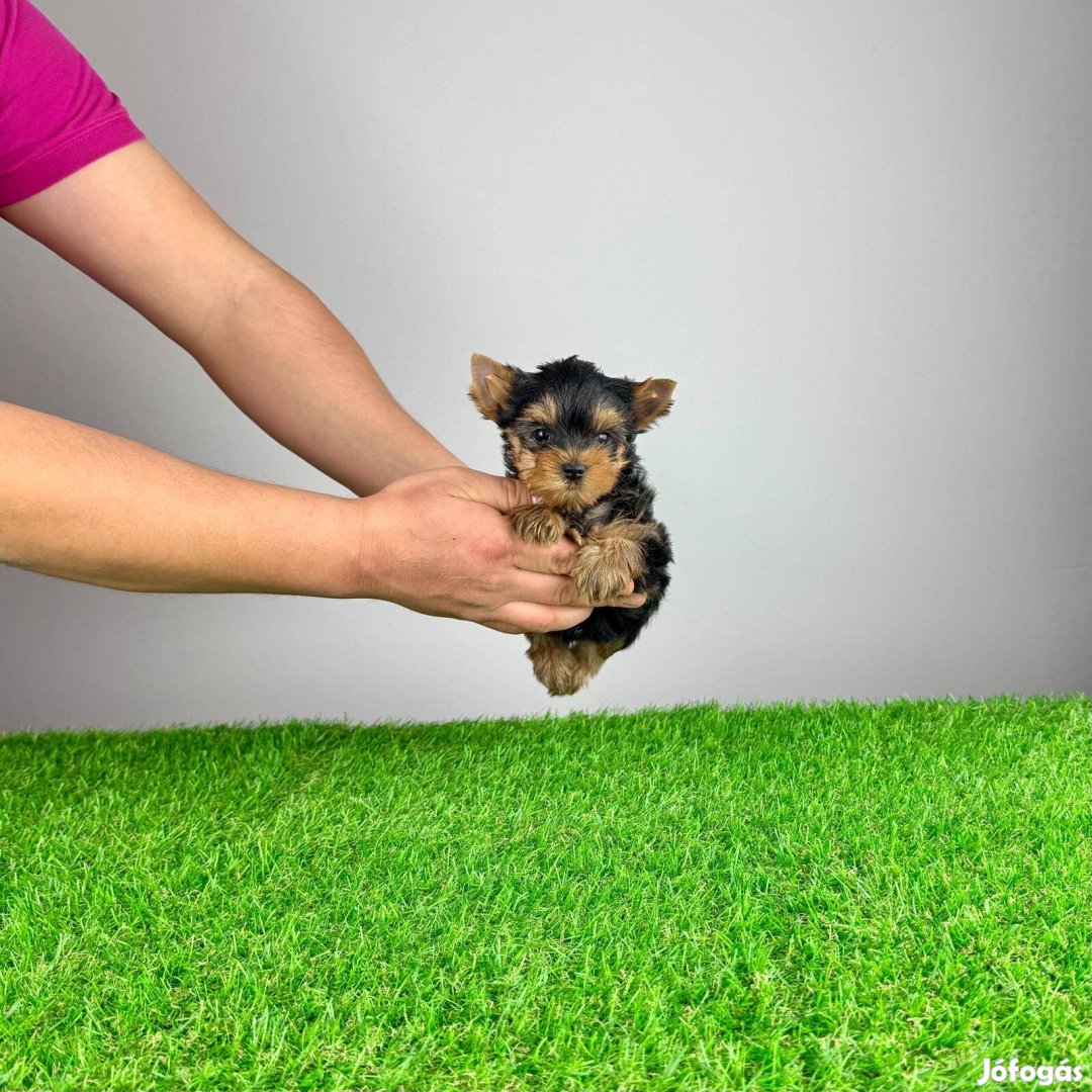 Yorkshire Terrier Yorki Yorkie kiskutyák