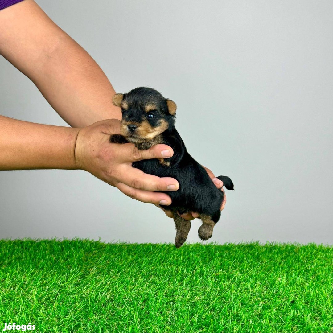 Yorkshire Terrier Yorki acélkék cser