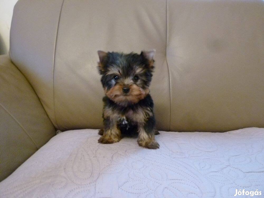 Yorkshire Terrier mini lány