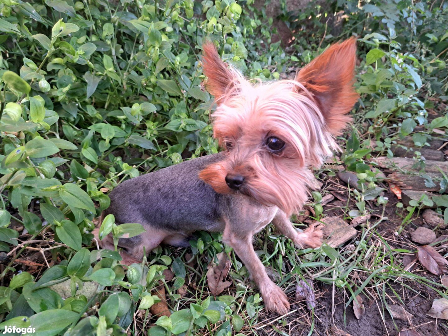 Yorkshire (yorki) fajtatiszta jellegű fiú