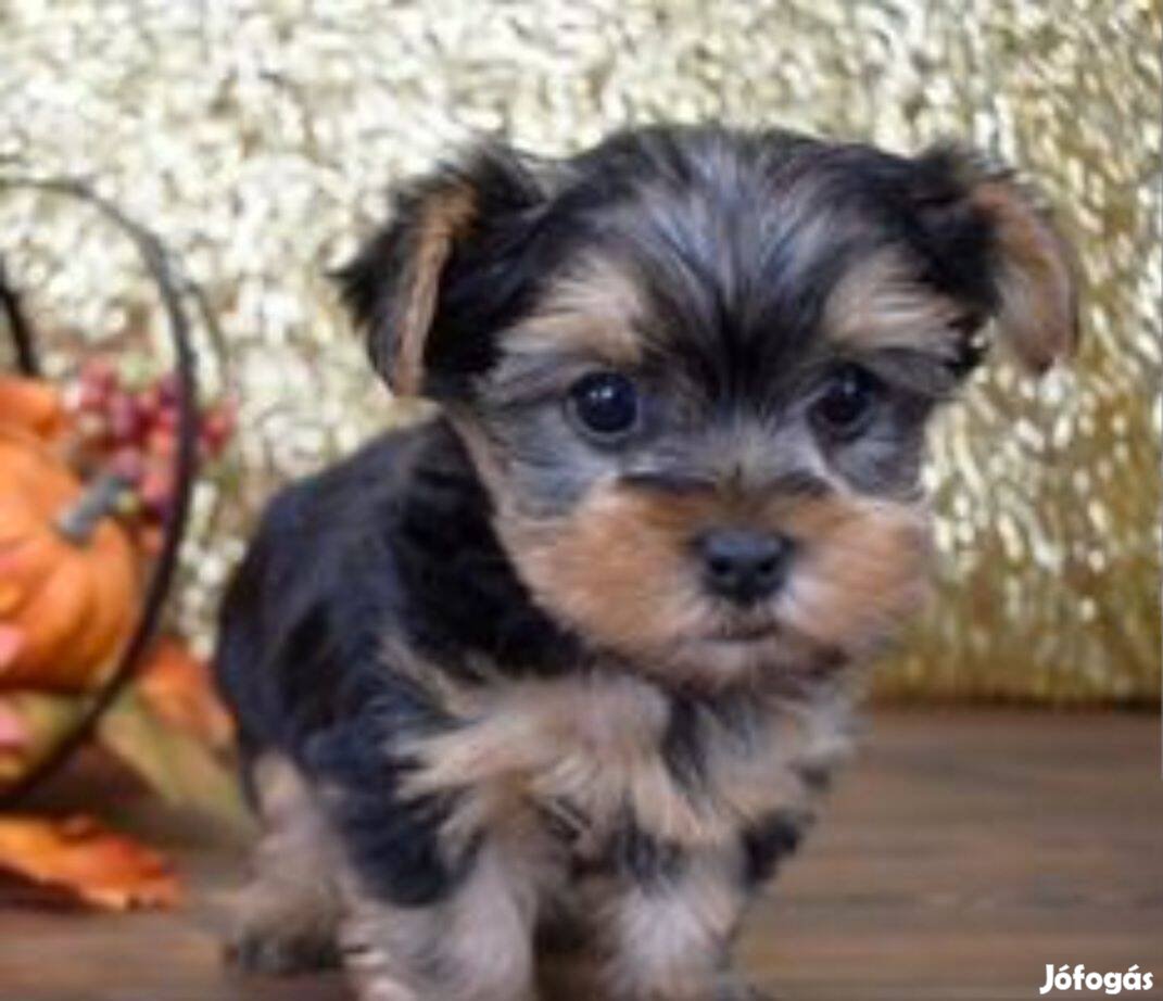 Yorkshire terrier, yorki fajta jellegű kiskutyák ingyen elvihetők