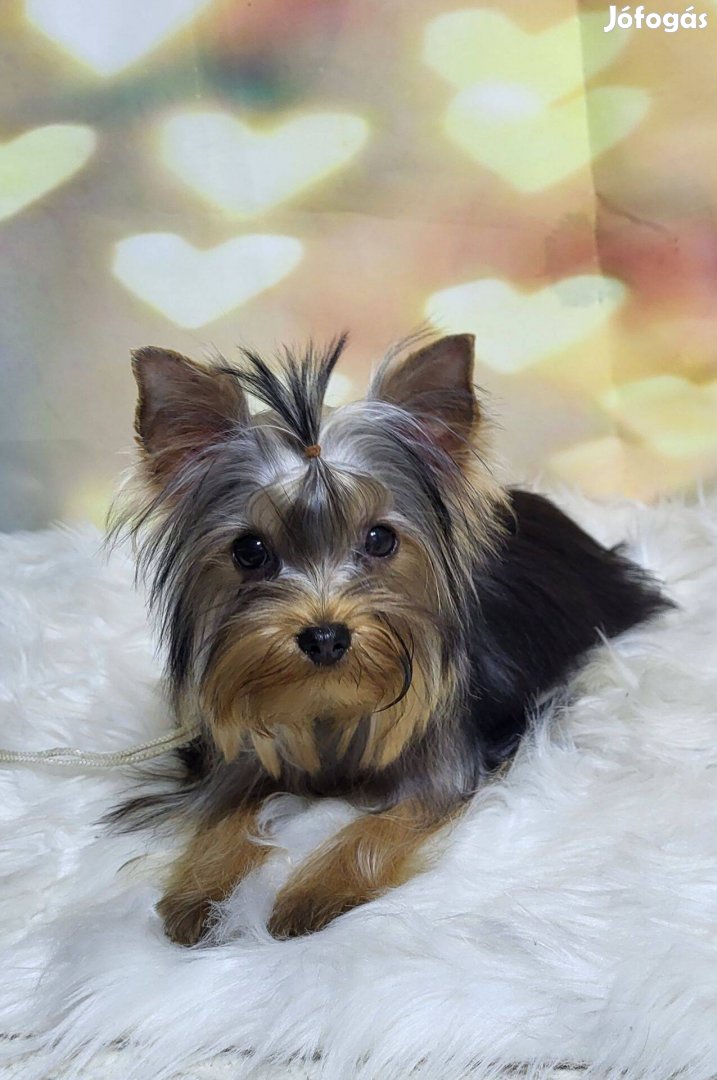 Yorkshire terrier, yorkie, yorki kislány