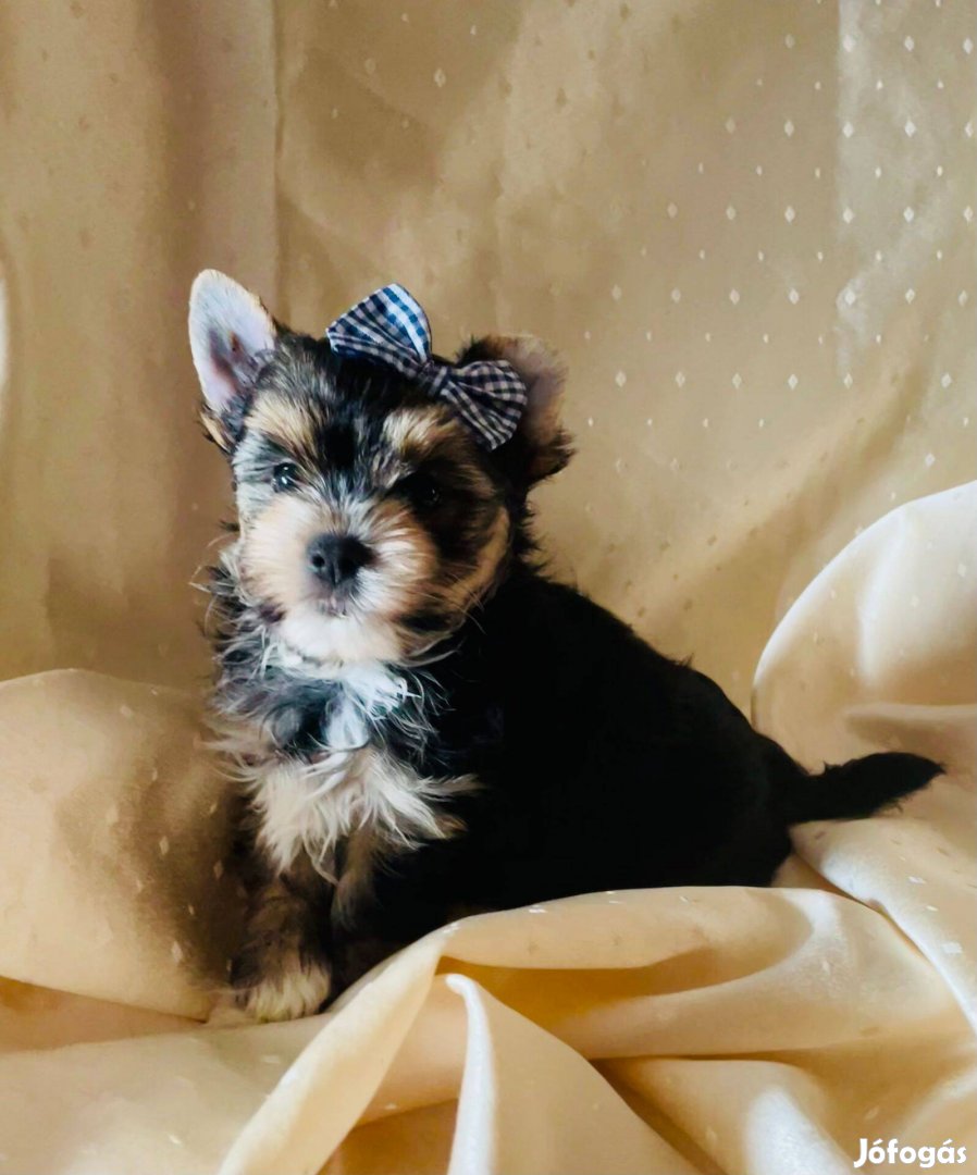Yorkshire terrier black and tan