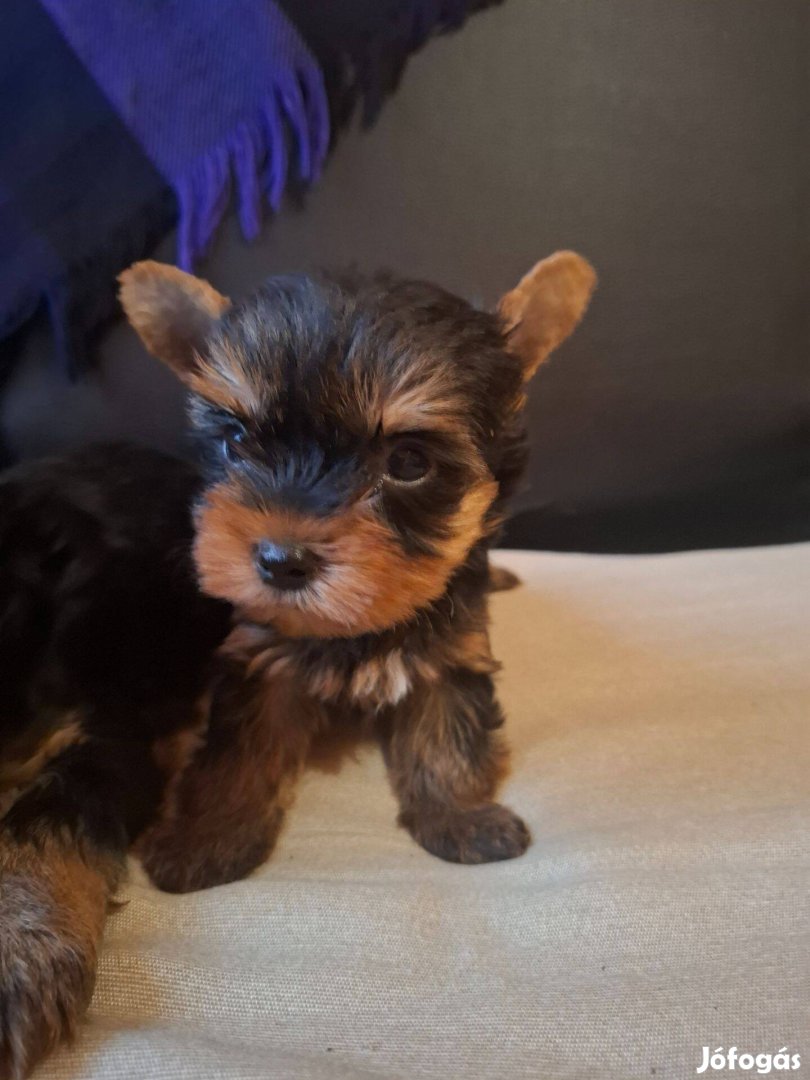 Yorkshire terrier fajtatiszta jellegű kiskutya