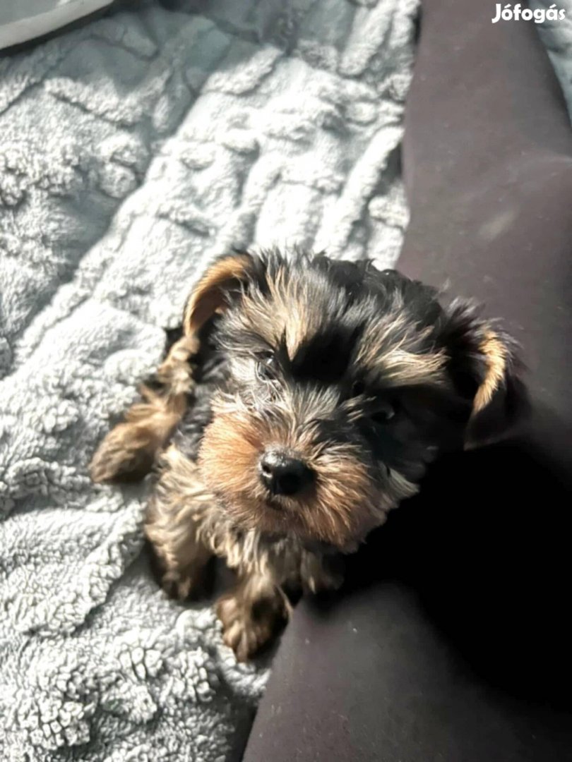 Yorkshire terrier fajtatiszta jellegű kiskutyák