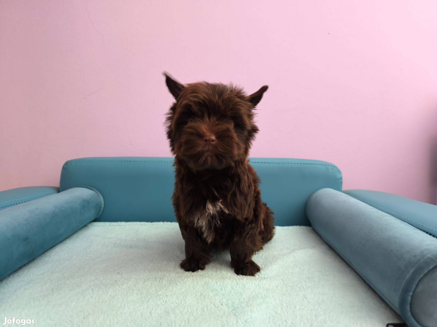 Yorkshire terrier kan