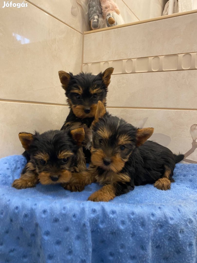 Yorkshire terrier kis kutyák