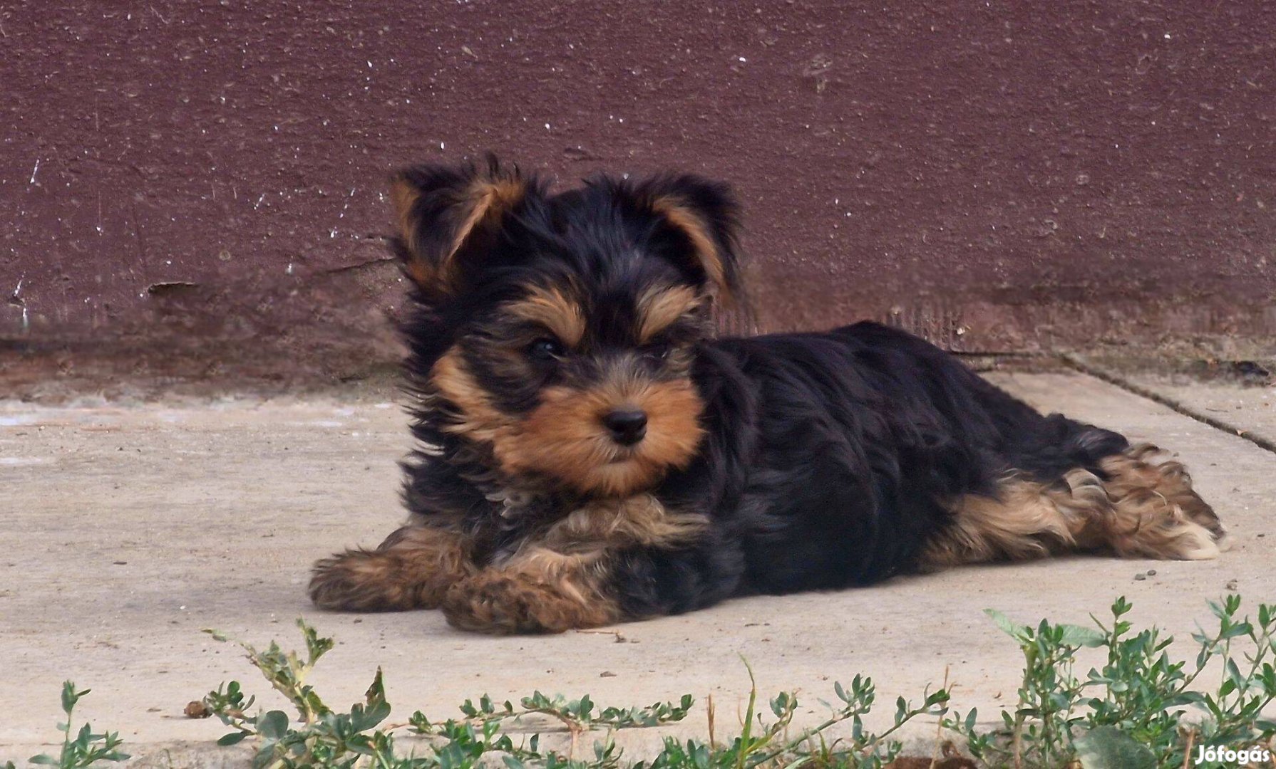 Yorkshire terrier kölykök