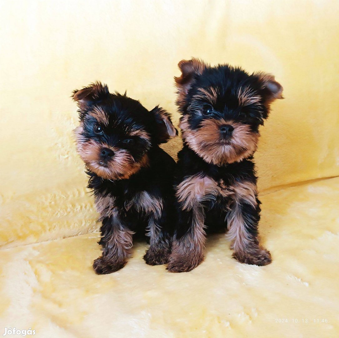 Yorkshire terrier yorki