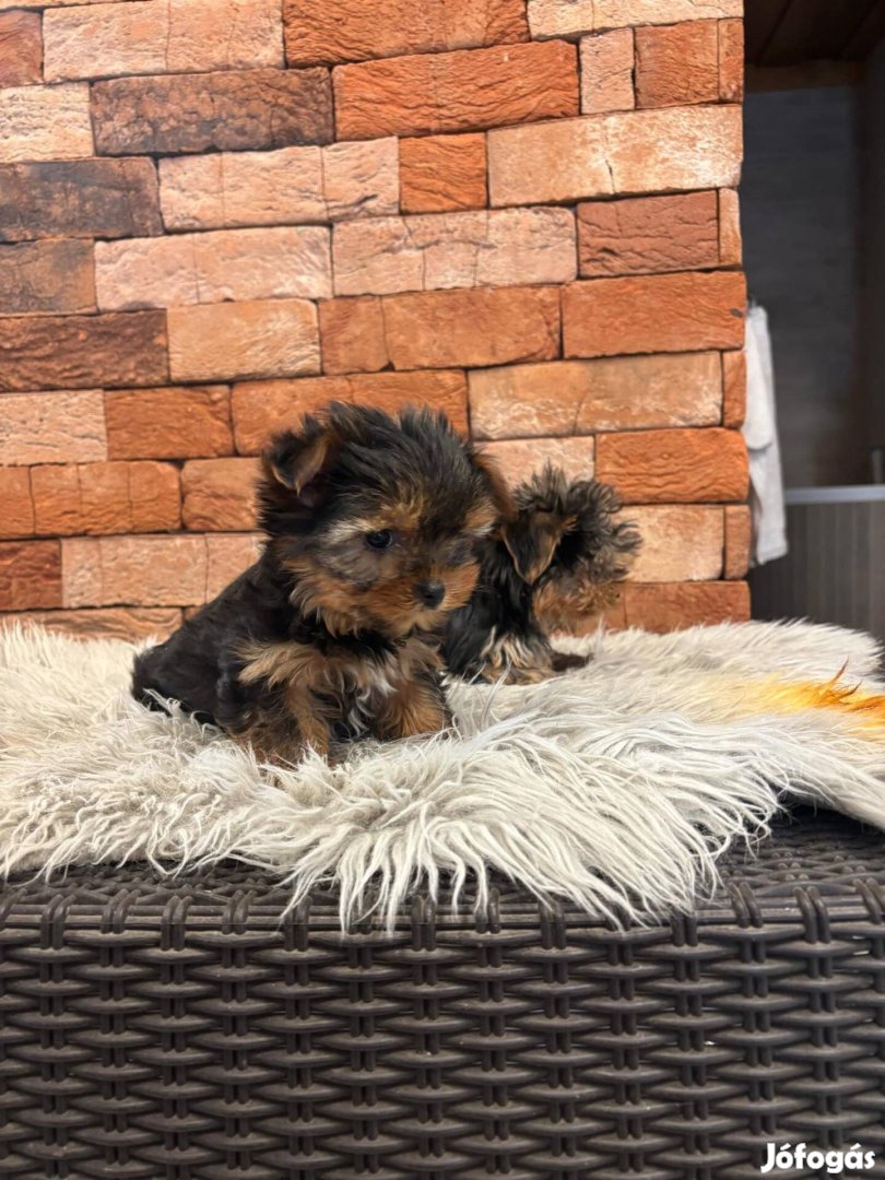 Yorkshire terrier yorki kislányok fajtatiszta jellegű