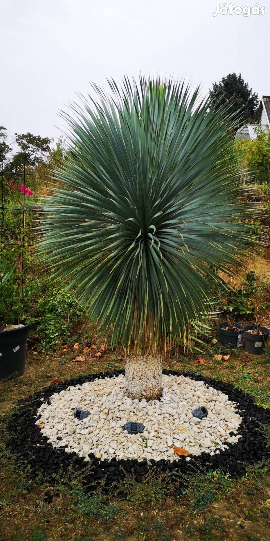 Yucca Rostrata 