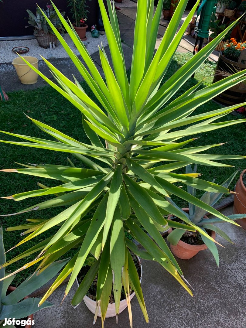 Yucca, Agave