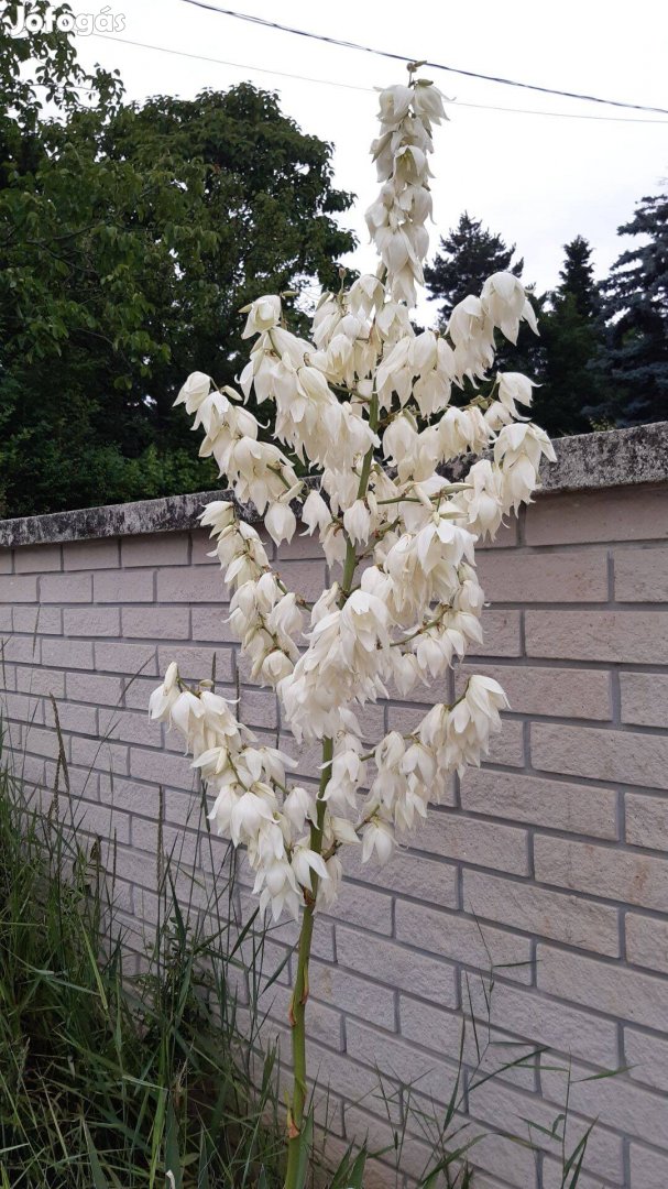 Yucca filamentosa