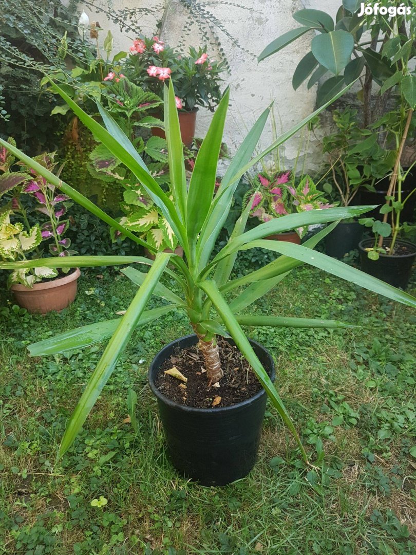 Yucca jukka szobanövény 70 cm eladó