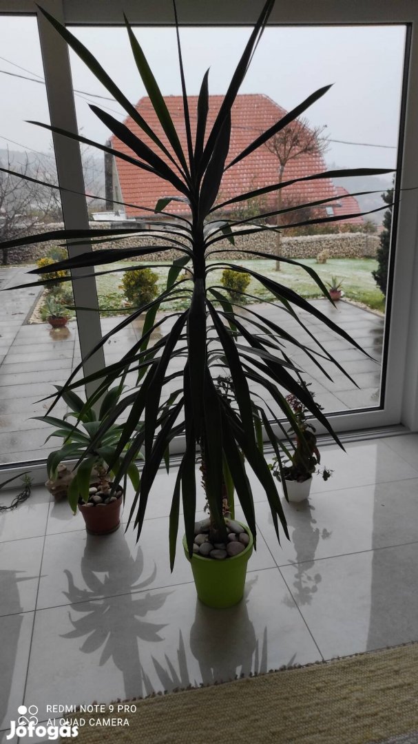 Yucca pálma 1,8 magas szép egyenes