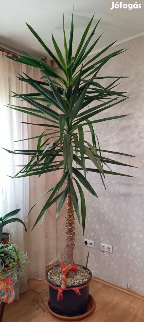 Yucca pálma 270 cm