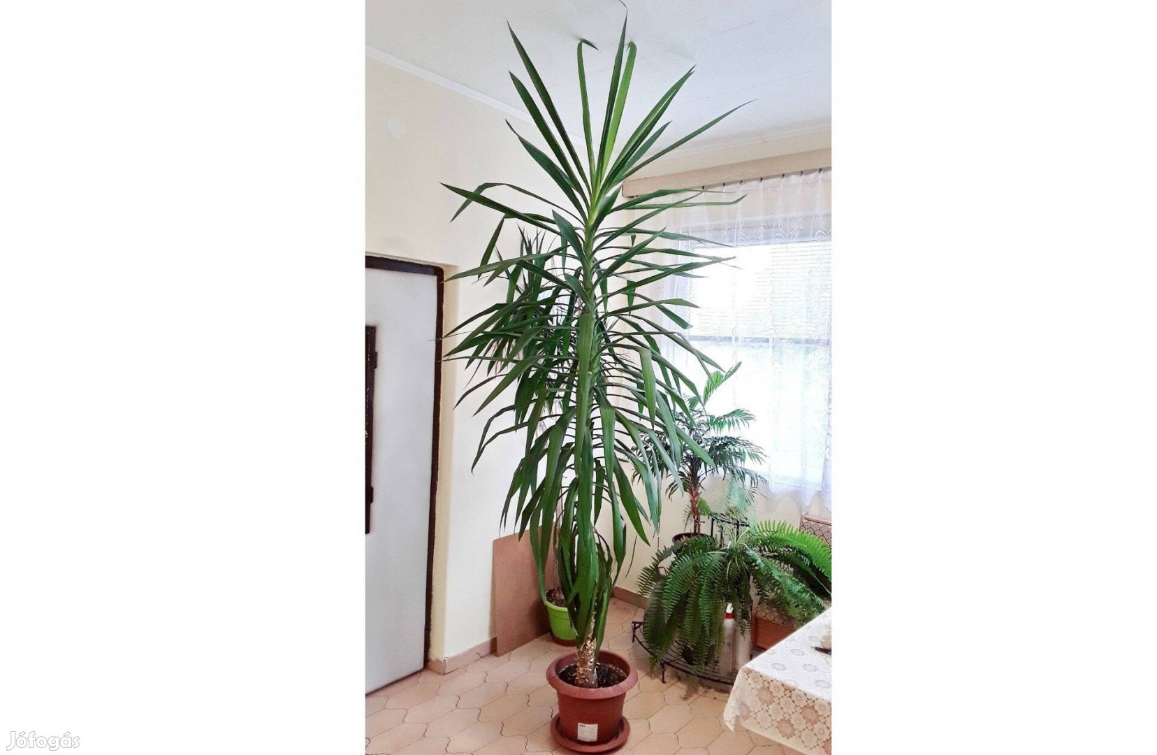 Yucca pálma dolgos gazdától