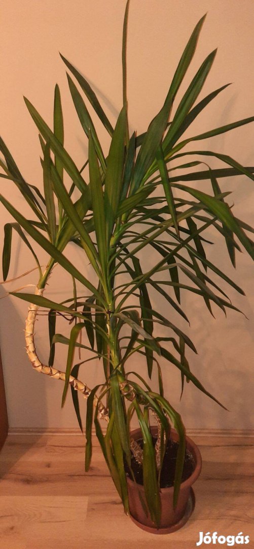 Yucca pálma eladó