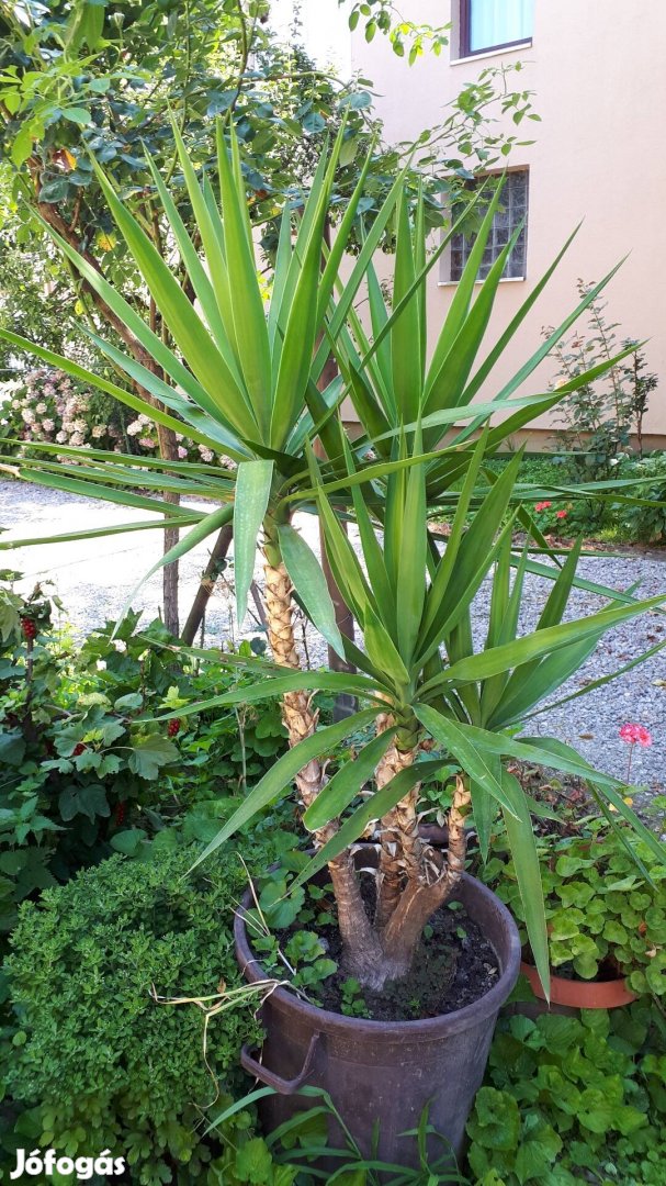 Yucca pálma eladó. 