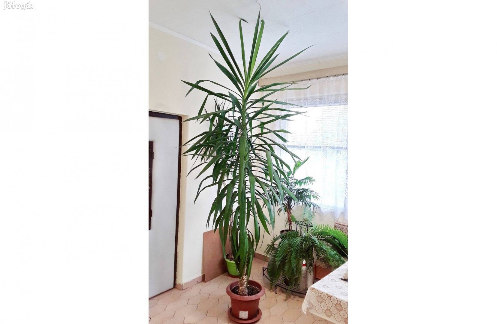 Yucca pálma gondos gazdától