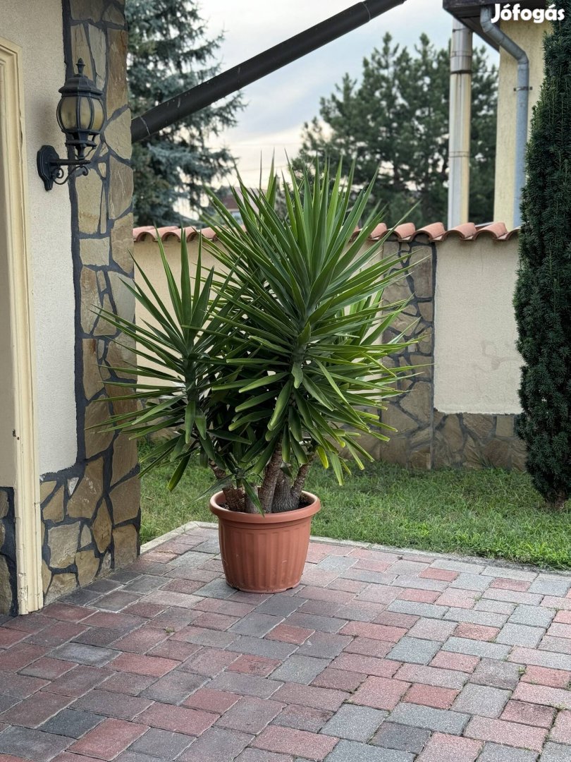 Yukka Pálma Eladó