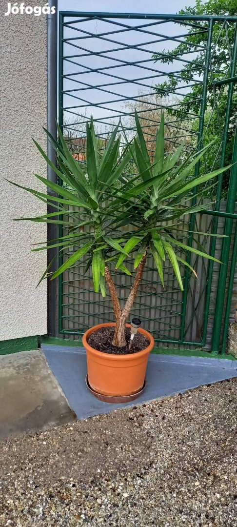 Yukka , yucca pálma! Gyönyörű , gondozott állapotban. 