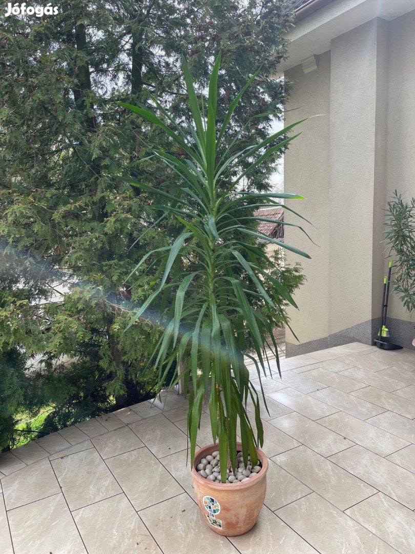 Yukka pálma 240 cm magas gyönyörű szobanövény eladó Db