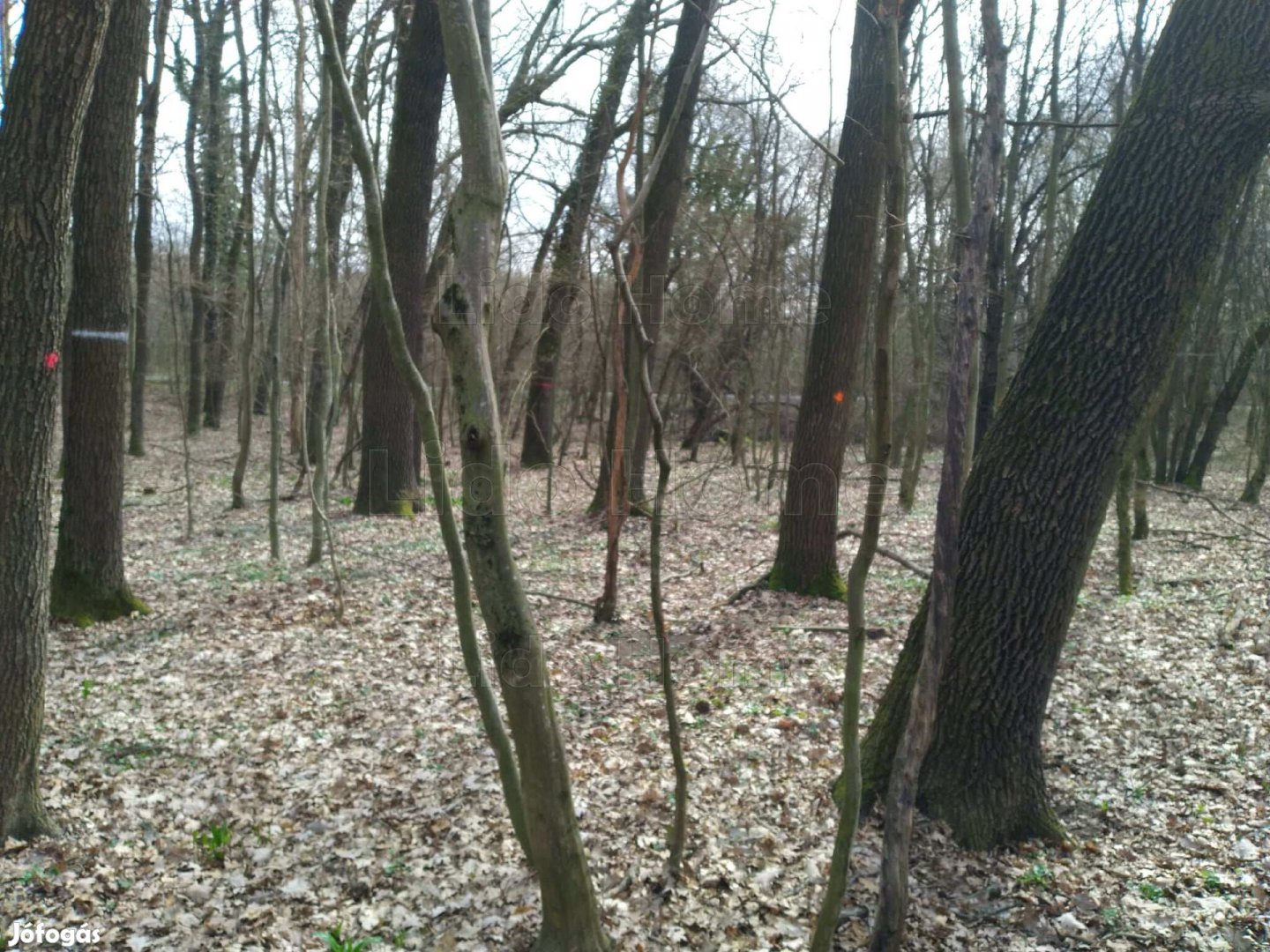 Zalaszántón egy sík telek, befektetésnek vegye meg!