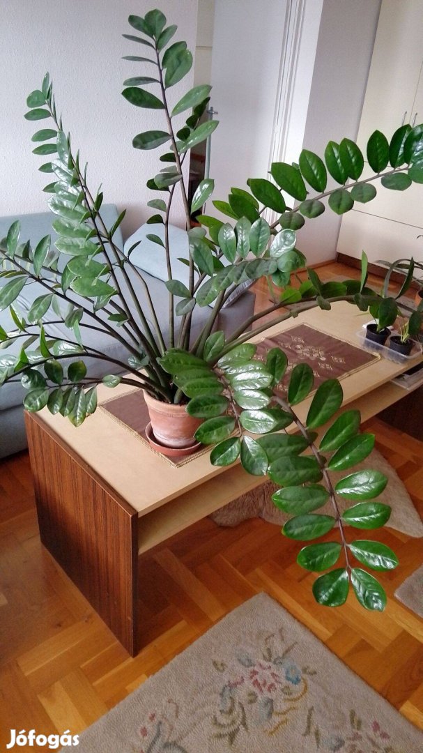 Zamioculcas 22 ággal