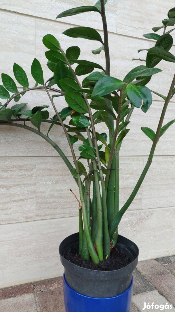 Zamioculcas Agglegénypálma (30 cm átmérőjű cserép, 130 cm magas)