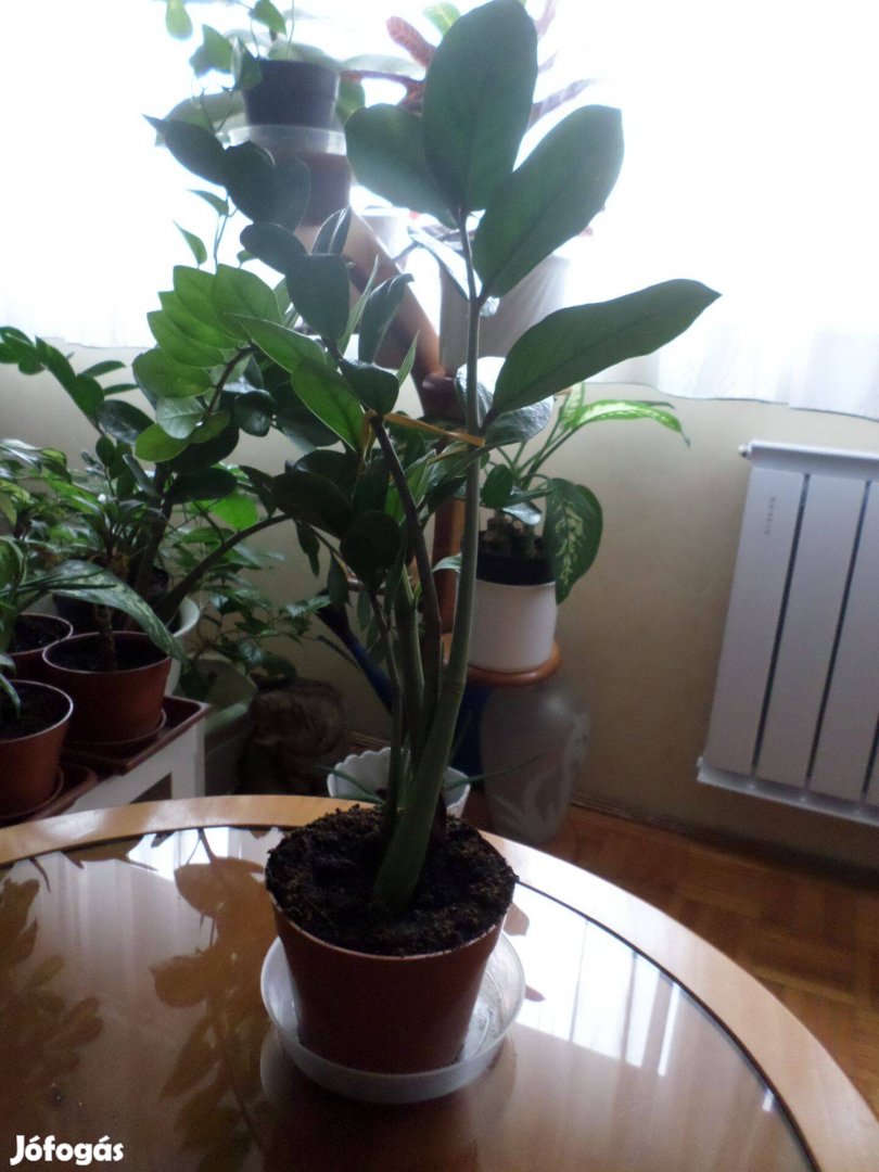 Zamioculcas Legénypálma Szobanövény, Szobanövények Növény, Növények