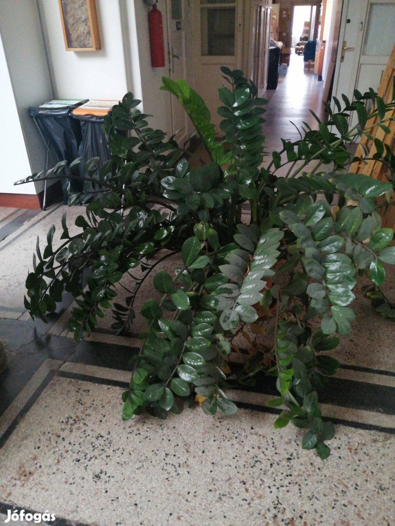 Zamioculcas eladó