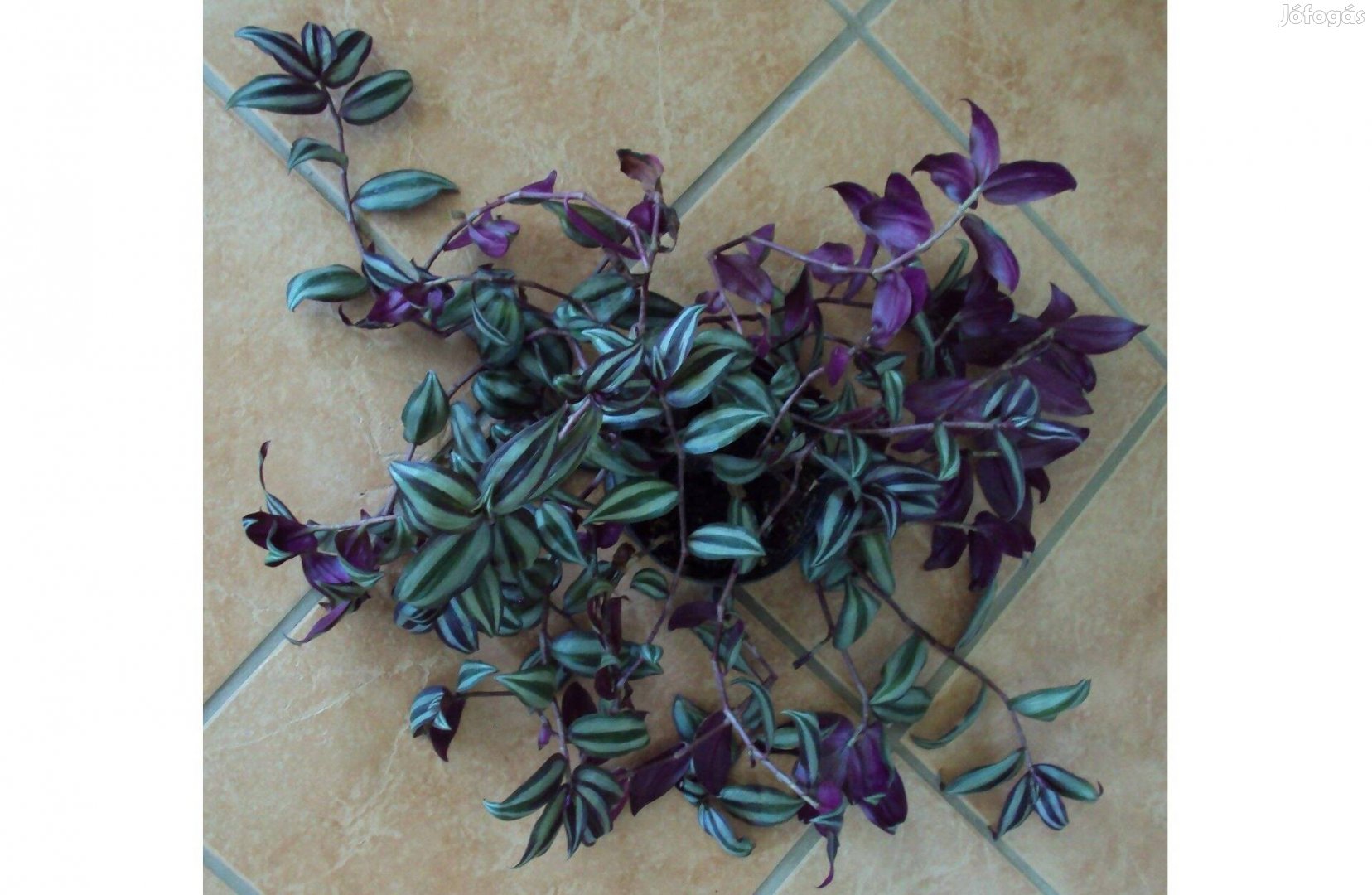 Zebrapletyka - Tradescantia zebrina