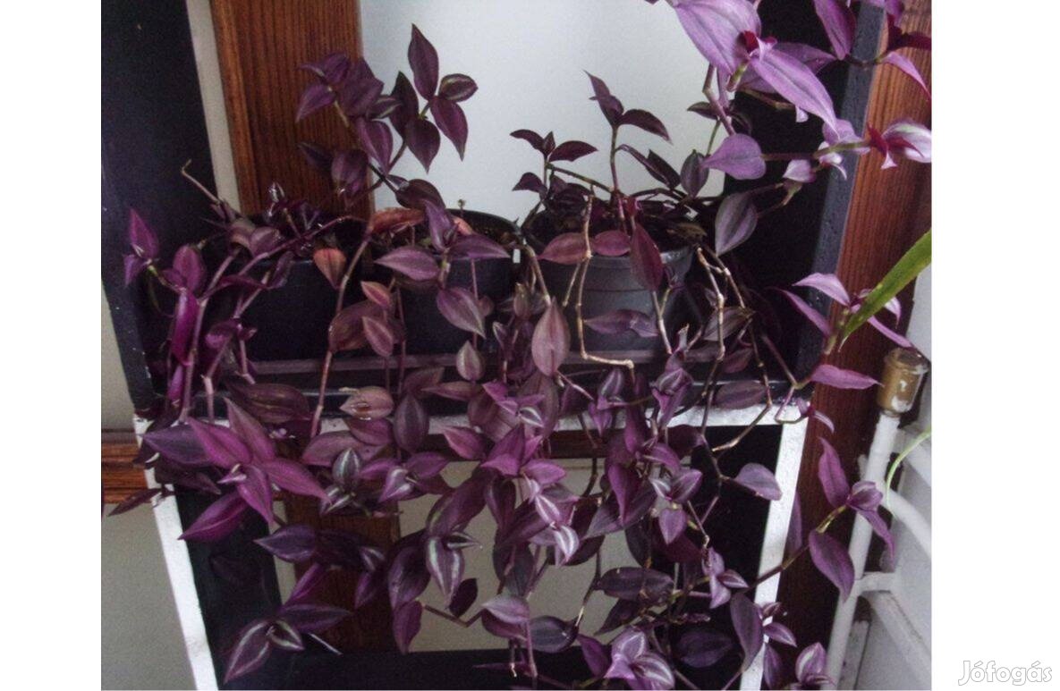 Zebrapletyka zebra pletyka több cseréppel Újpest központ