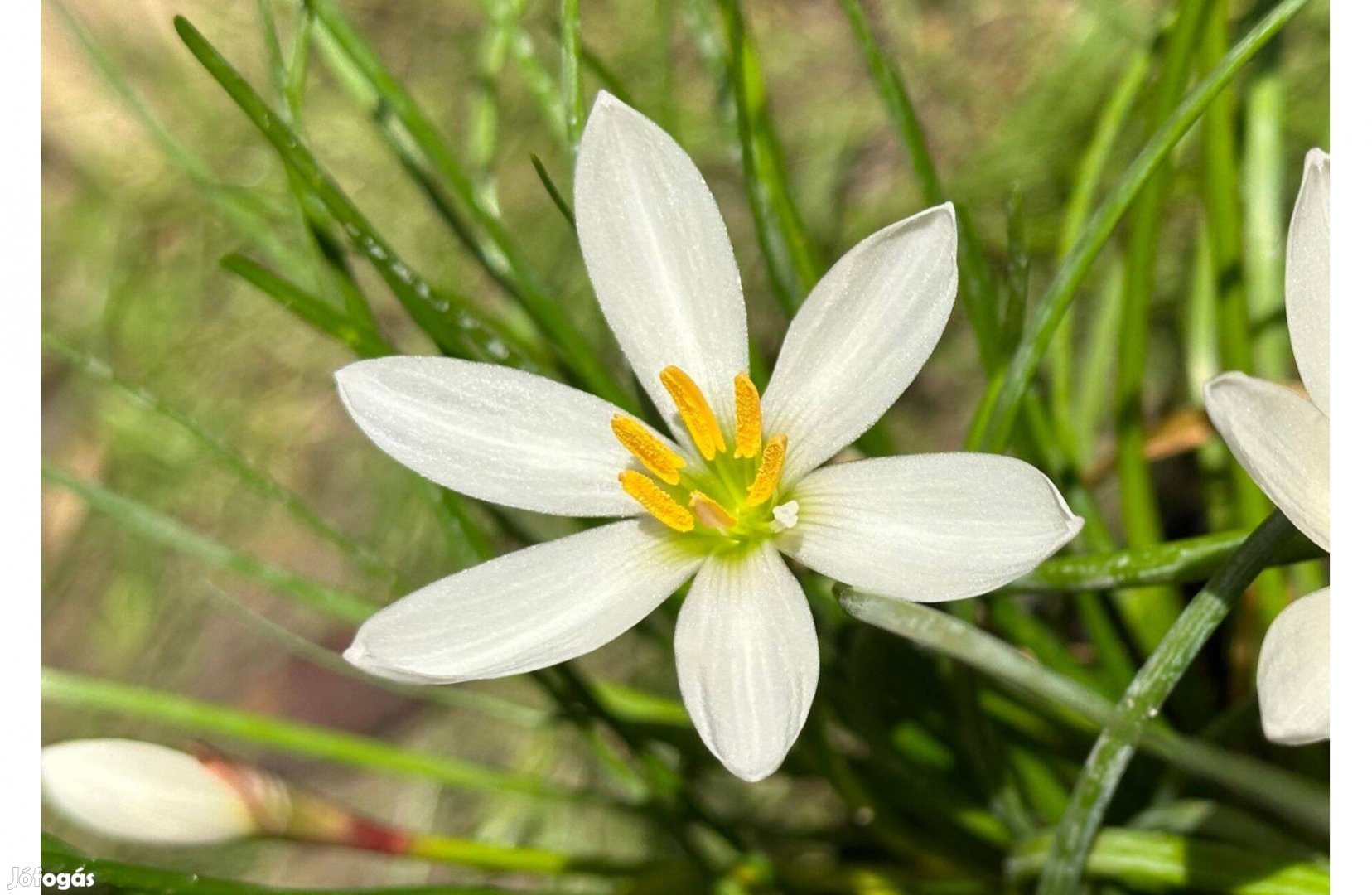 Zefírvirág - konténeres esőliliom szellővirág Zephyranthes candida