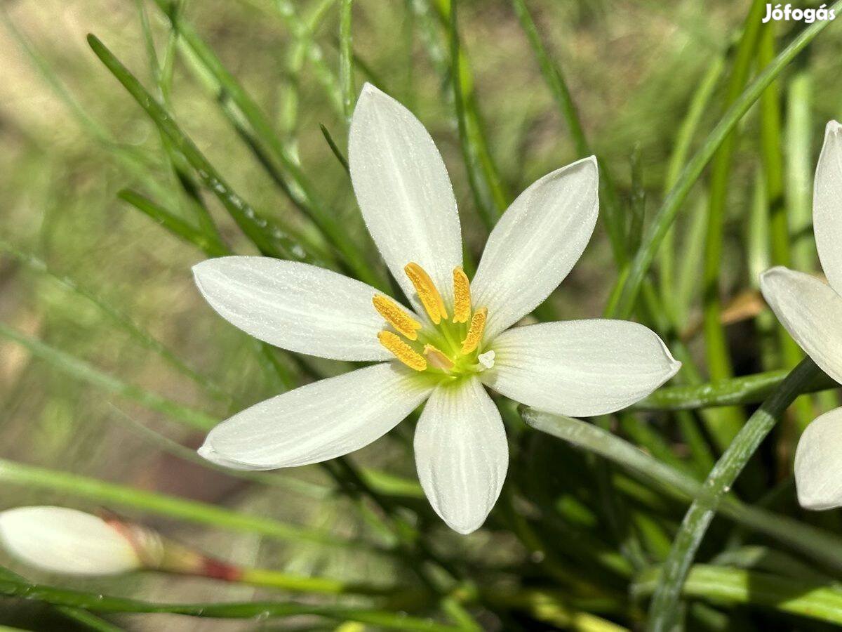 Zefírvirág - konténeres esőliliom szellővirág Zephyranthes candida