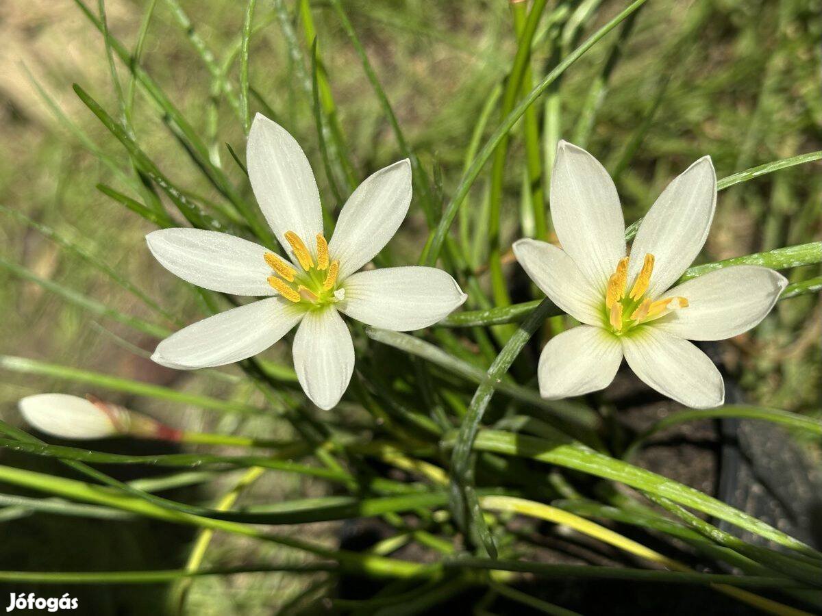 Zefírvirág - konténeres esőliliom szellővirág Zephyranthes candida