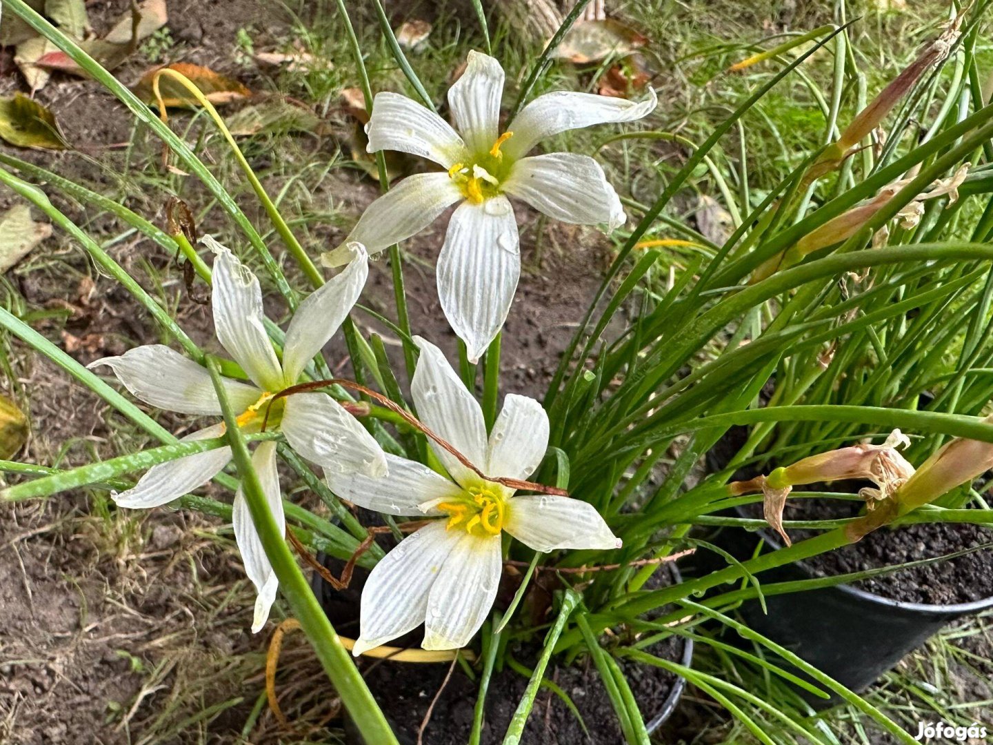 Zefírvirág - konténeres esőliliom szellővirág Zephyranthes candida