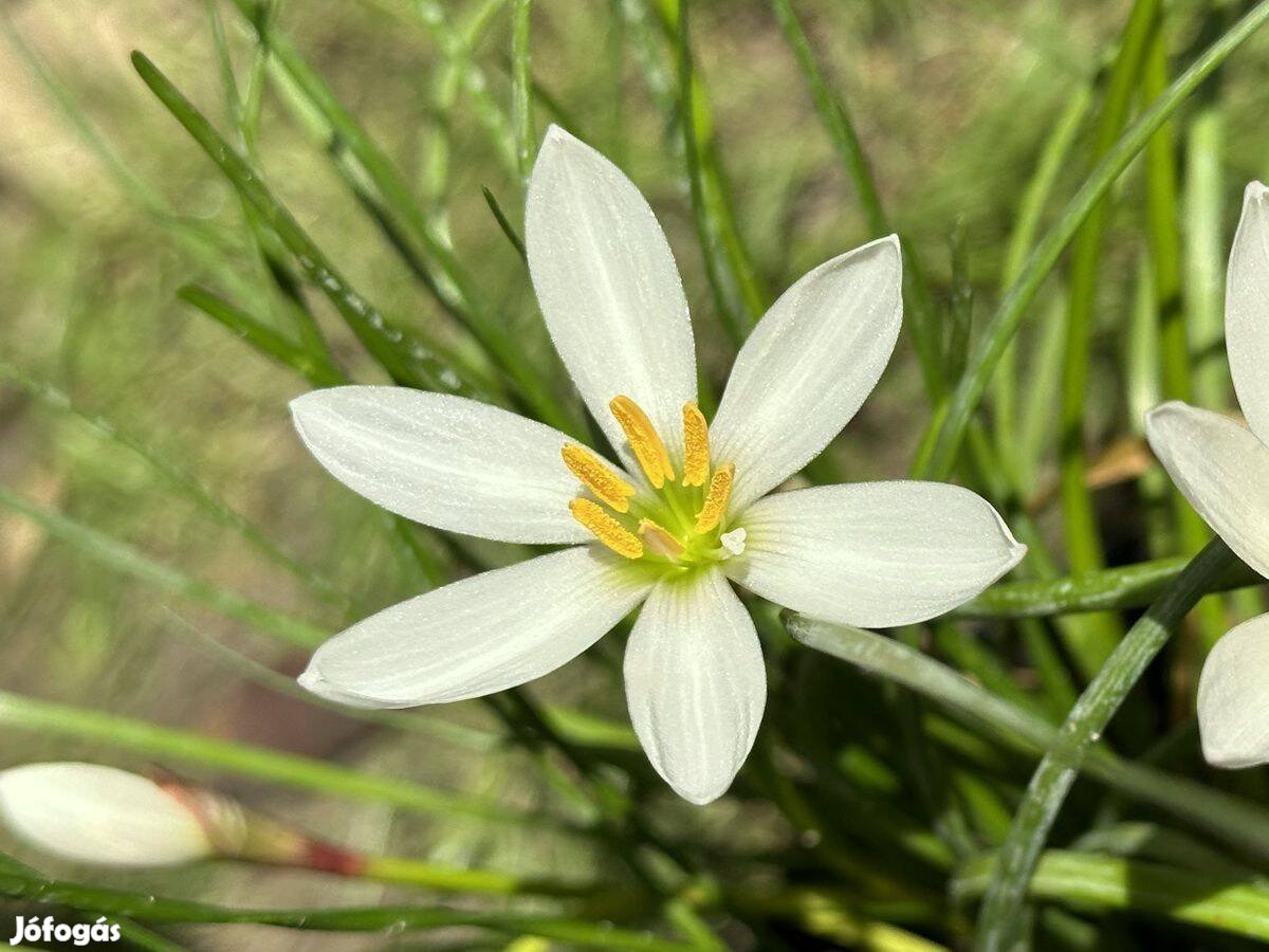 Zefírvirág - konténeres esőliliom szellővirág Zephyranthes candida