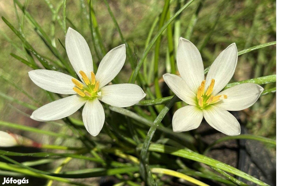 Zefírvirág - konténeres esőliliom szellővirág Zephyranthes candida