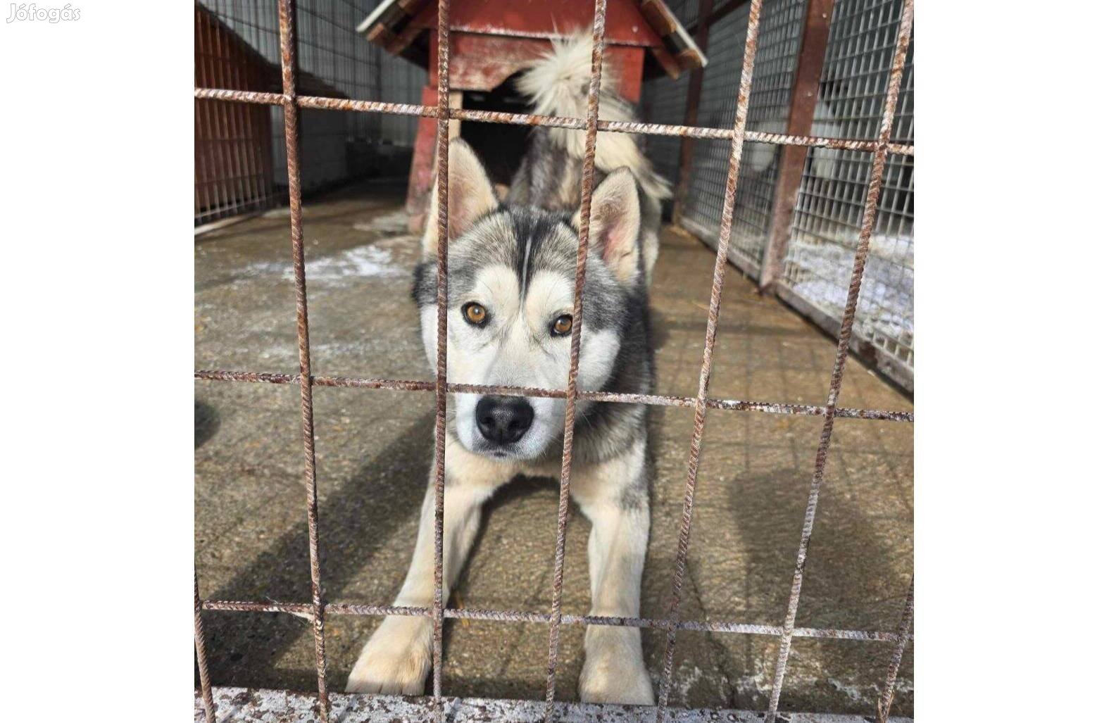 Zeusz, 2 éves husky jellegű fiú örökbe fogadható