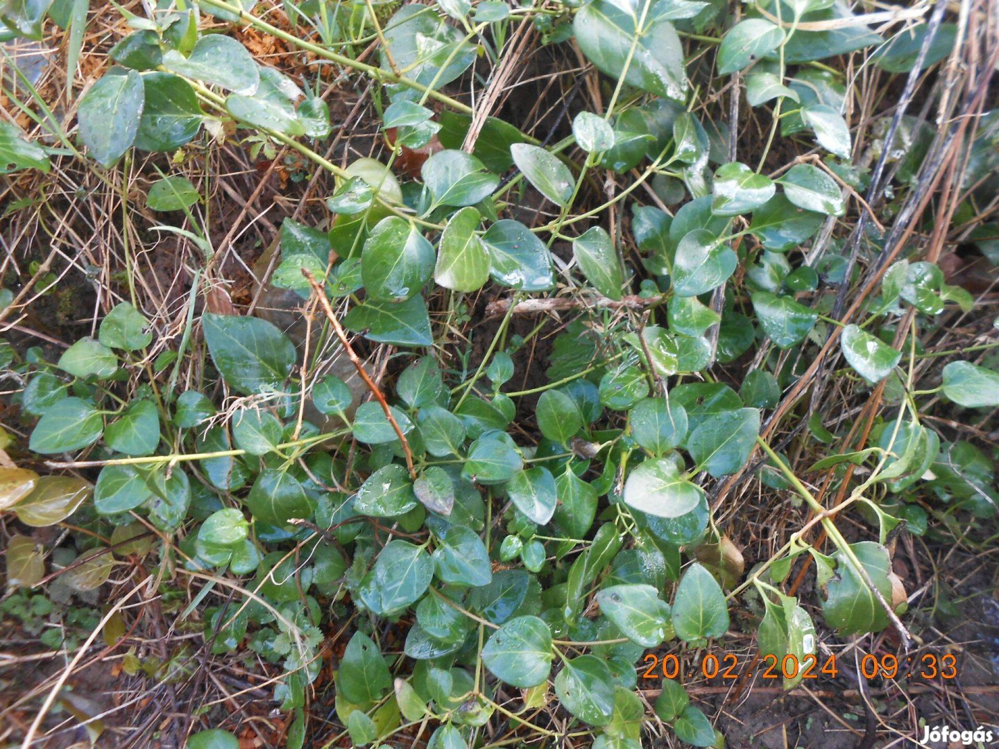 Zöld levelű nagy meténg (Vinca major)